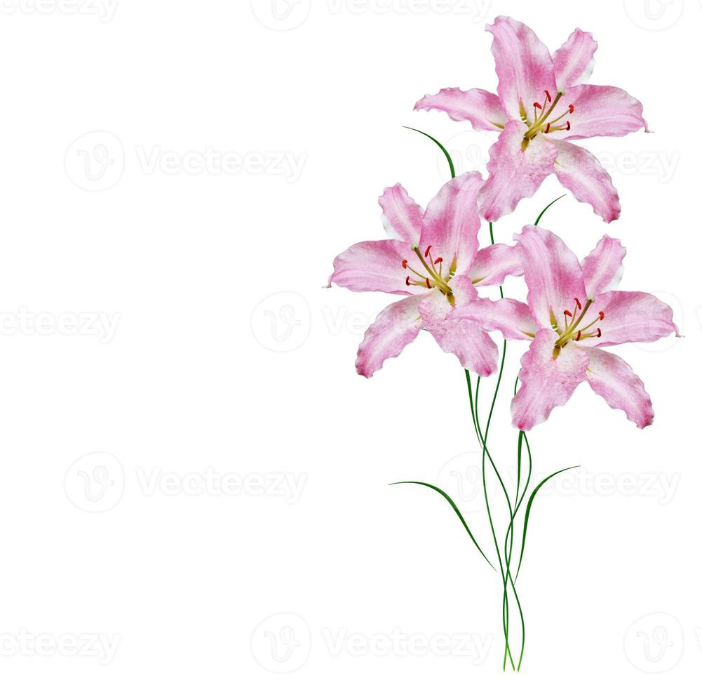 Bright lily flowers isolated on white background. photo