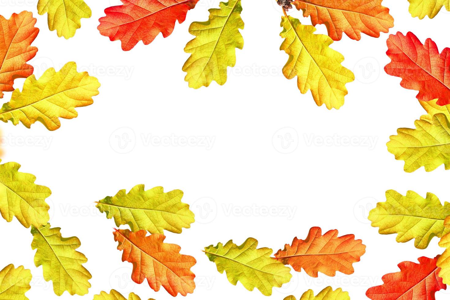 Bright colorful autumn leaves photo