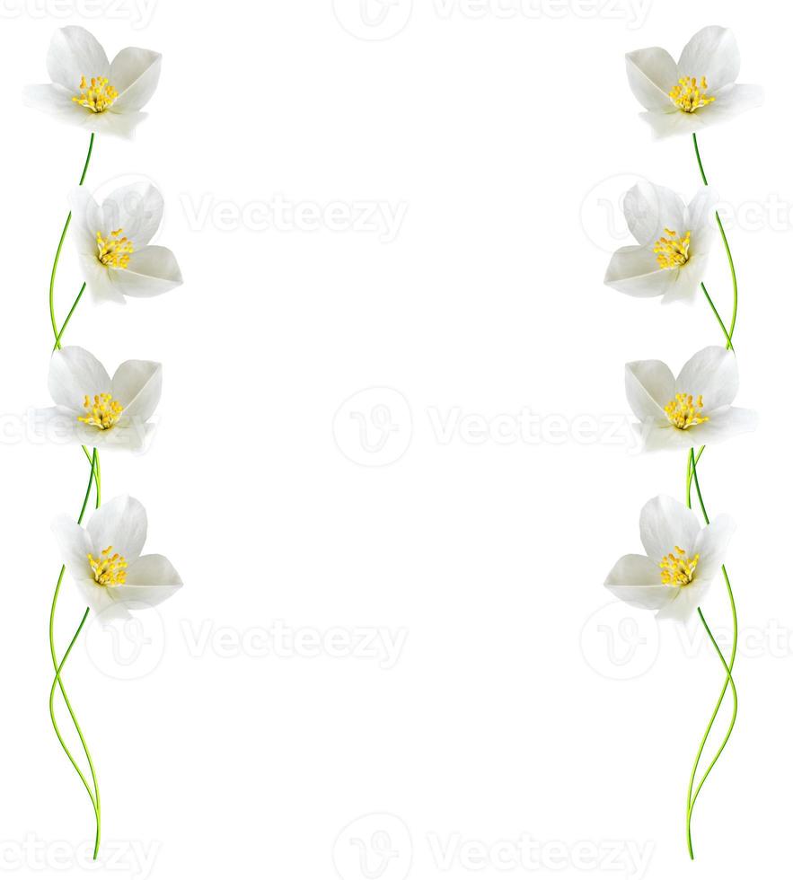 branch of jasmine flowers isolated on white background photo