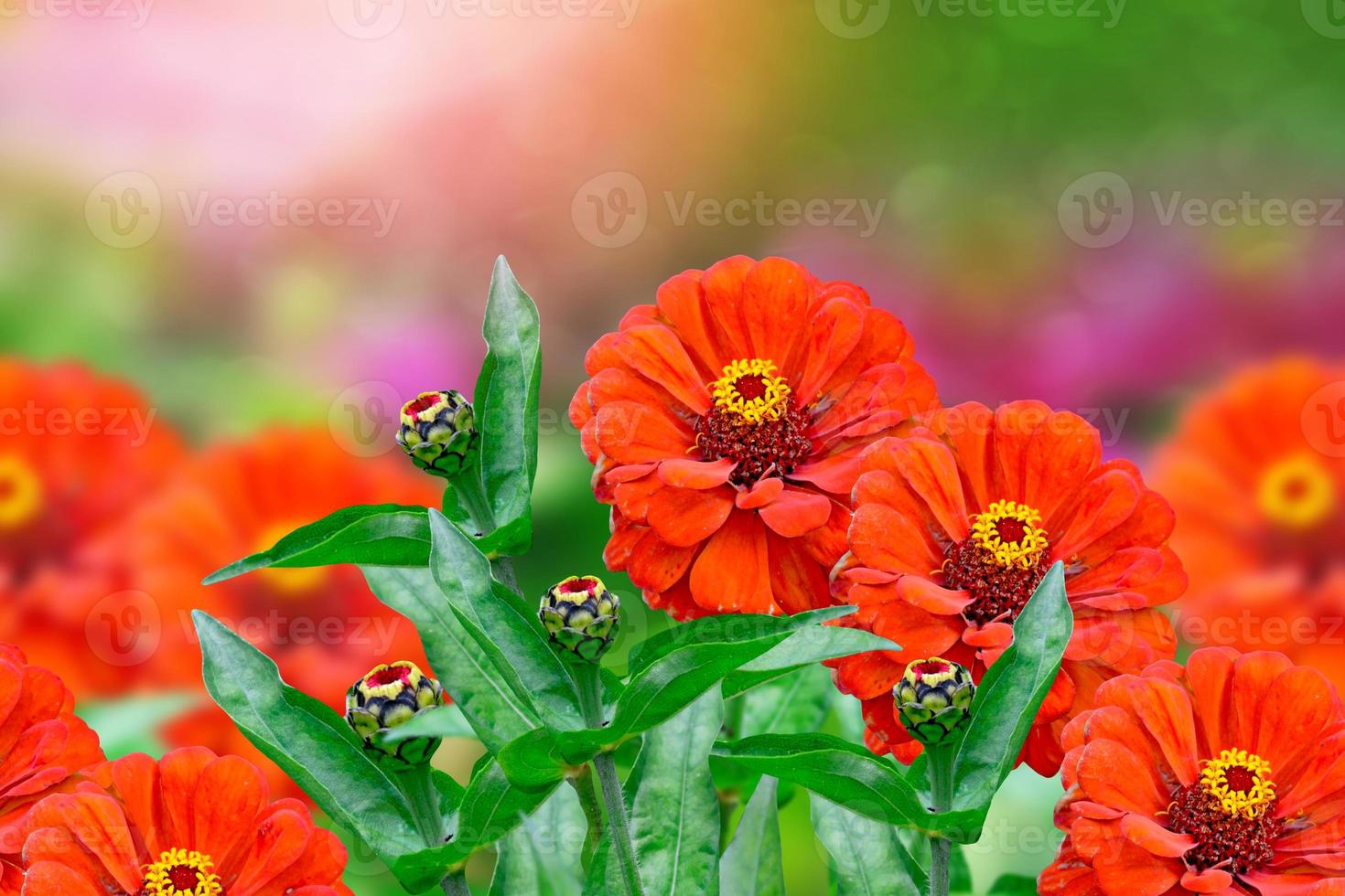 Colorful zinnia flowers on a background of the autumn landscape photo