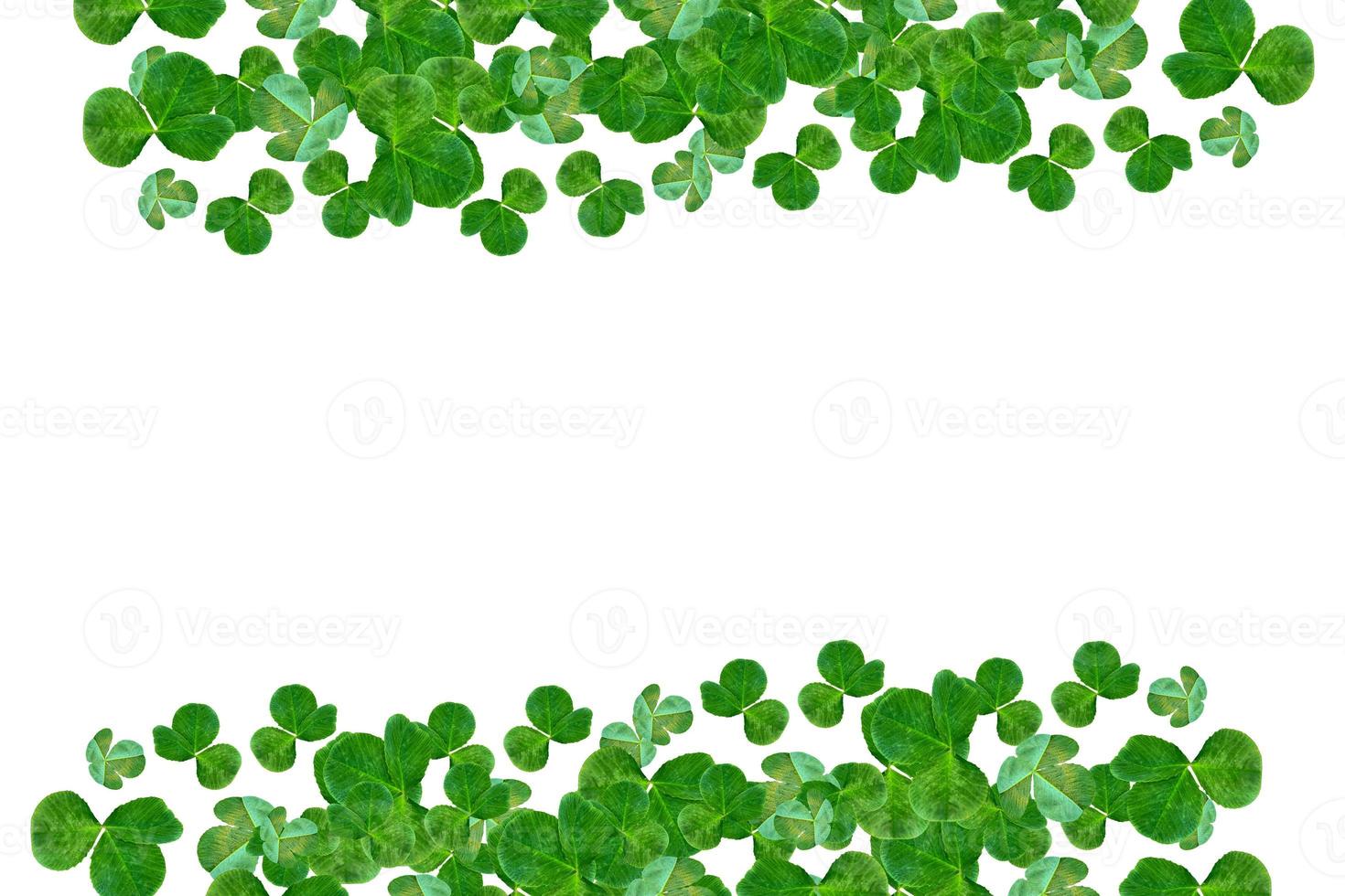 green clover leaves isolated on white background. St.Patrick 's Day photo