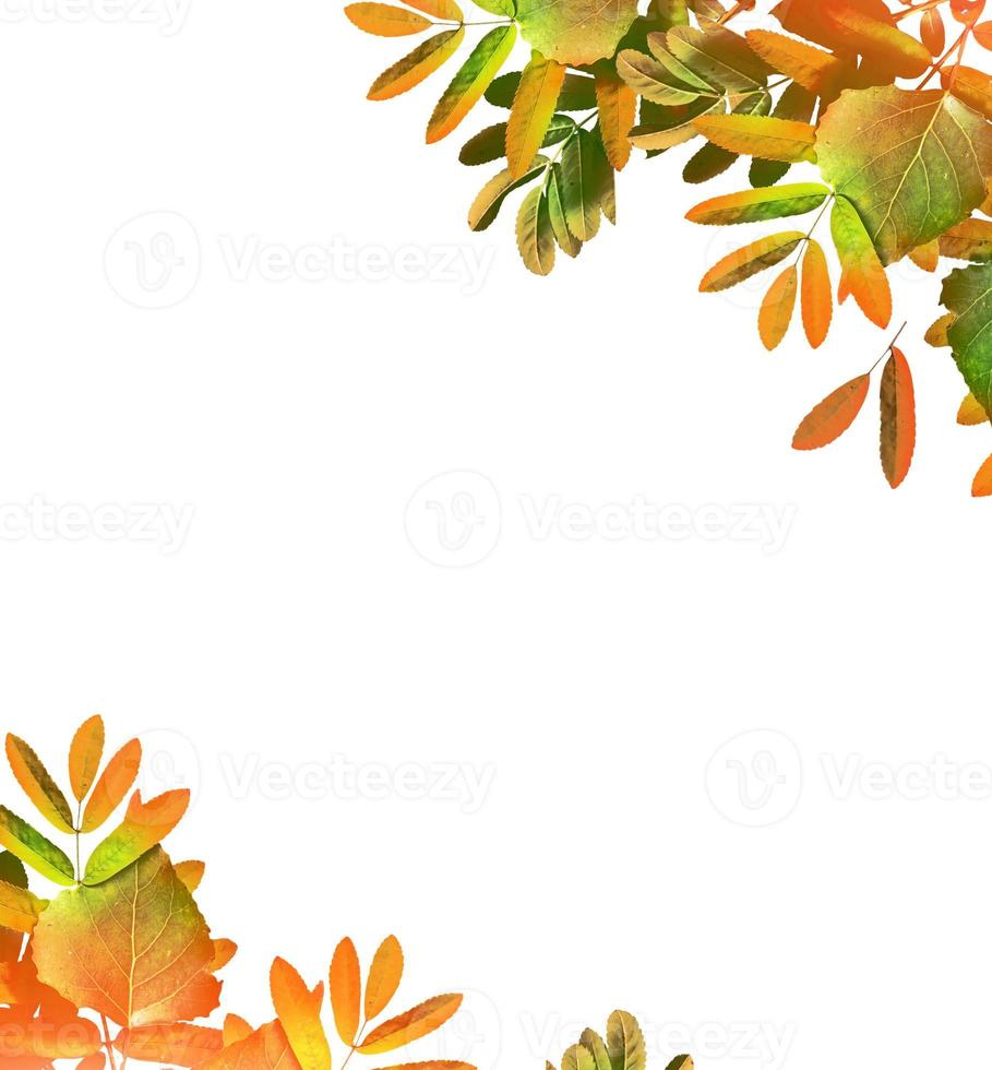 autumn leaves isolated on white background. photo