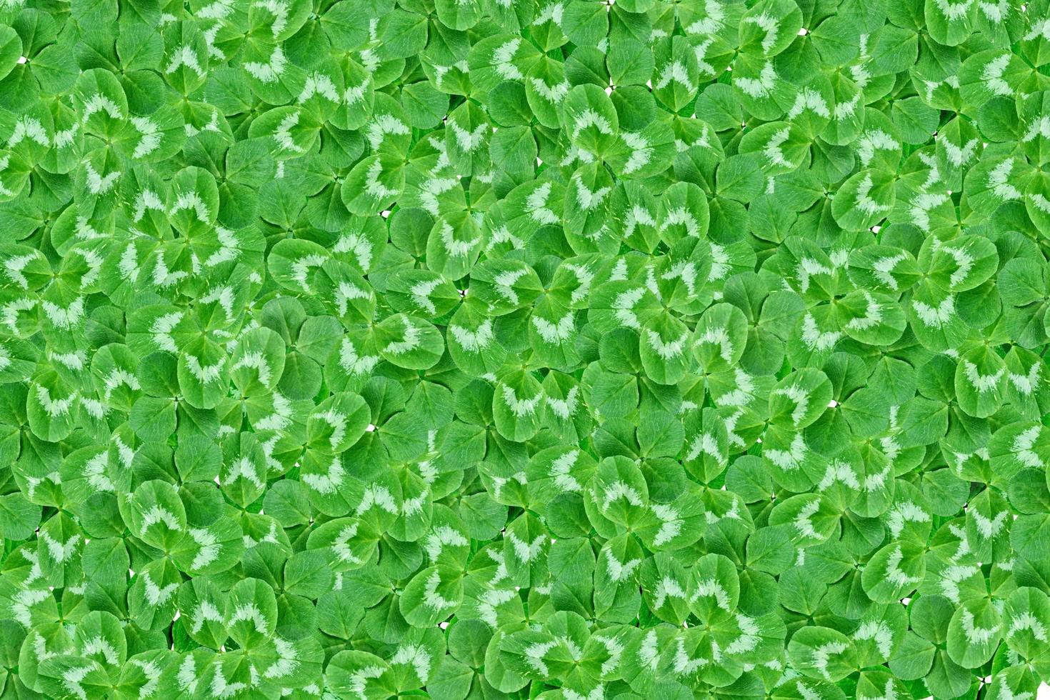 green clover leaves isolated on white background. St.Patrick 's Day photo