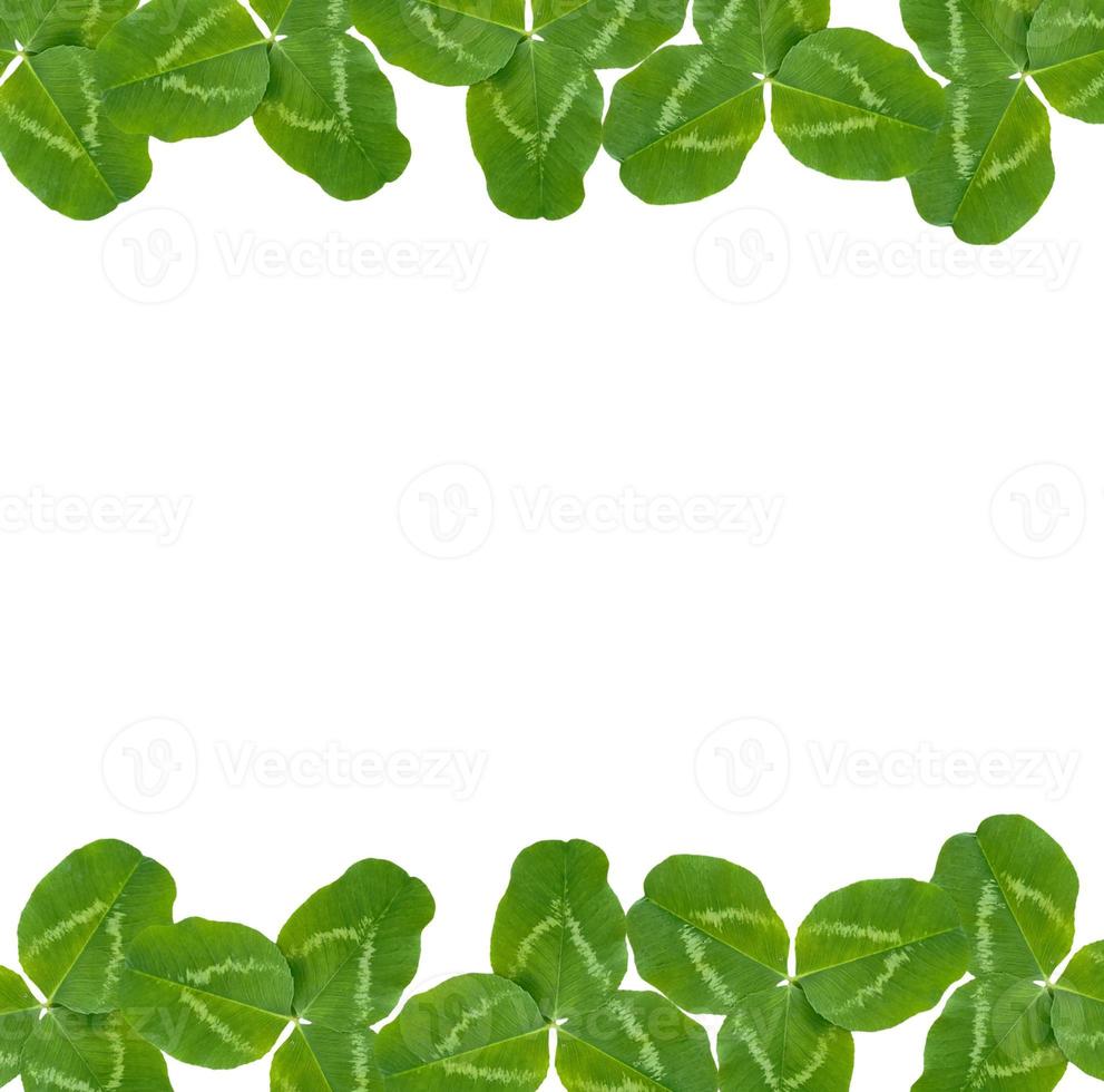 green clover leaves isolated on white background. St.Patrick 's Day photo