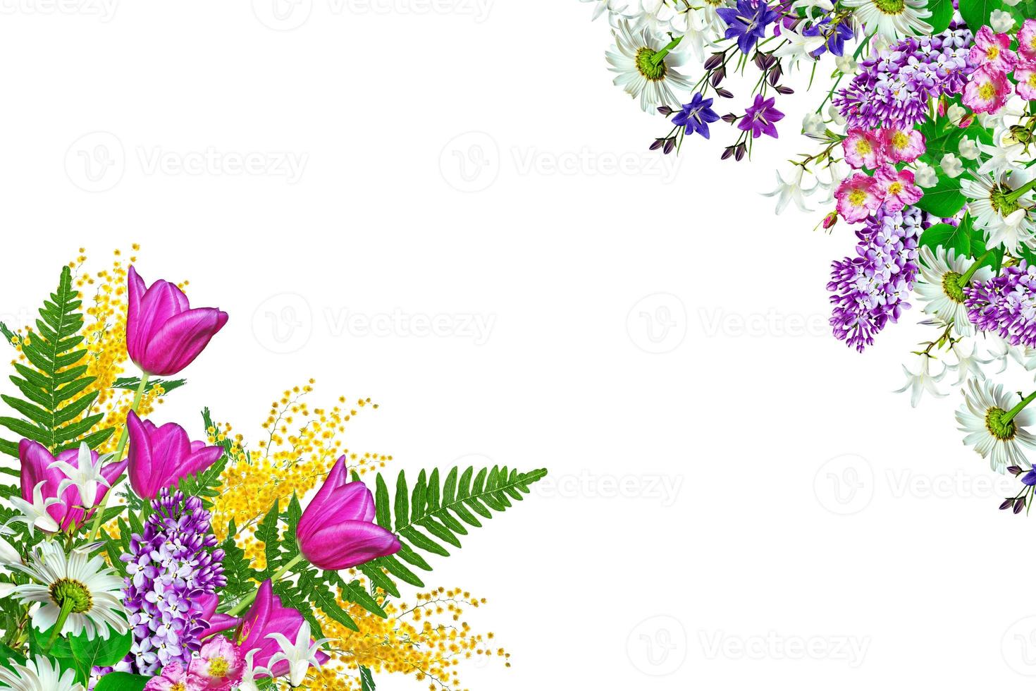 spring flowers tulips photo
