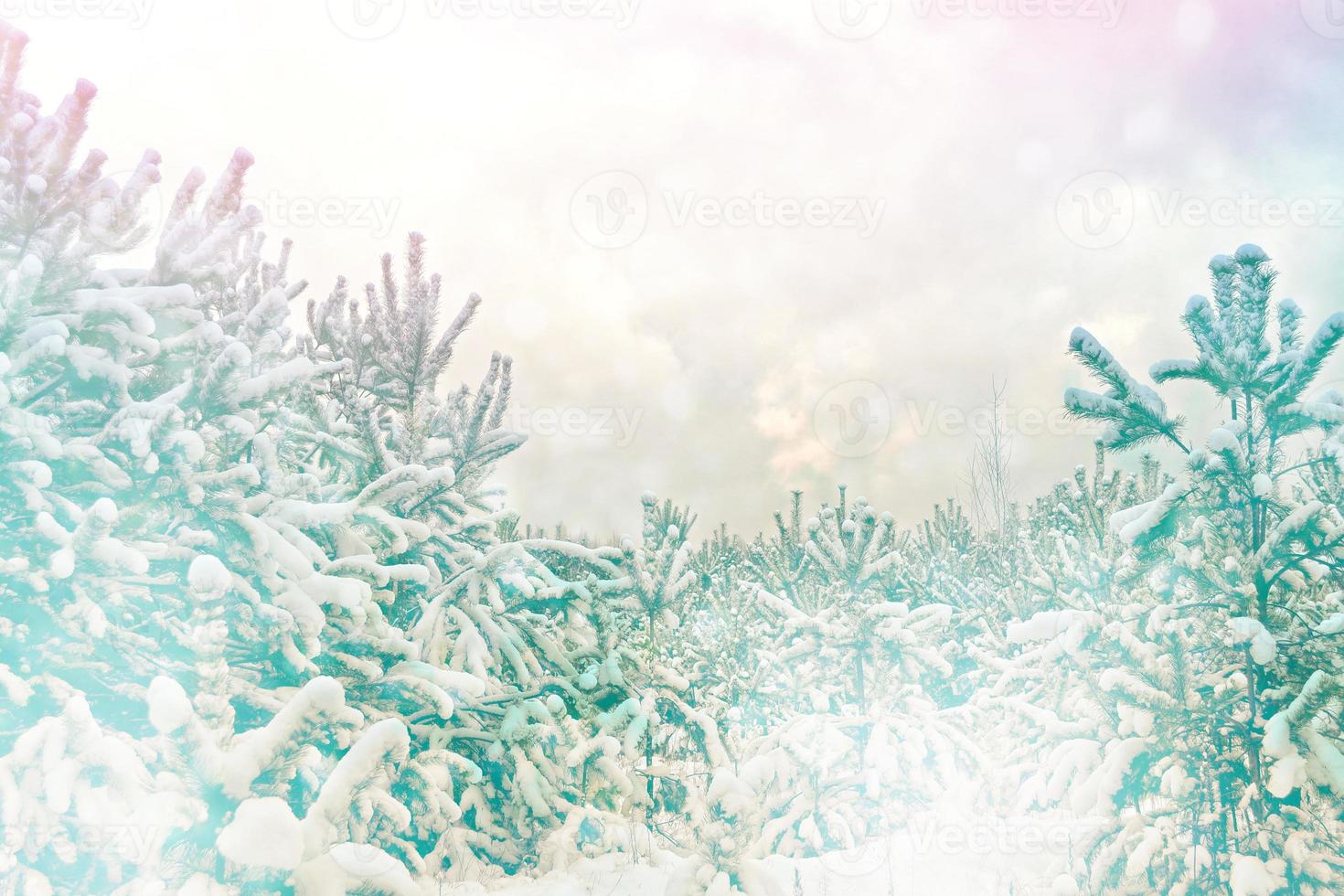 Frozen winter forest with snow covered trees. photo