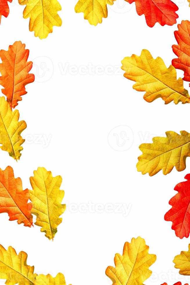 Bright colorful autumn leaves photo