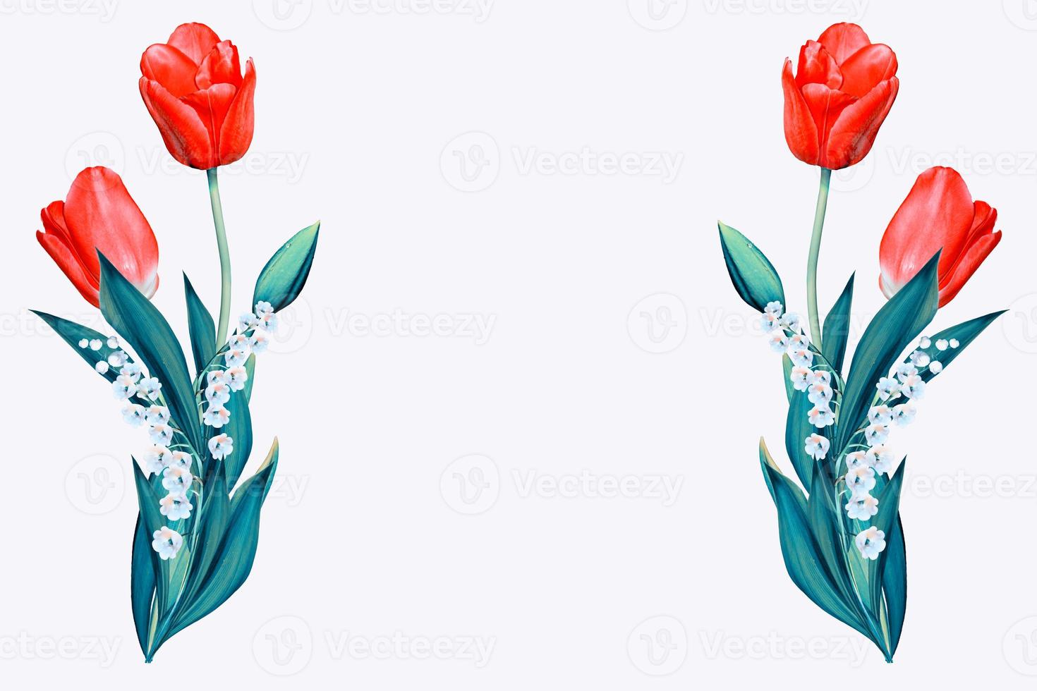 spring flowers tulips isolated on white background. photo