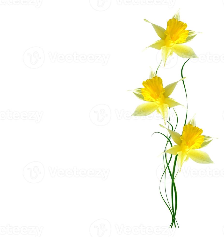 spring flowers narcissus isolated on white background photo