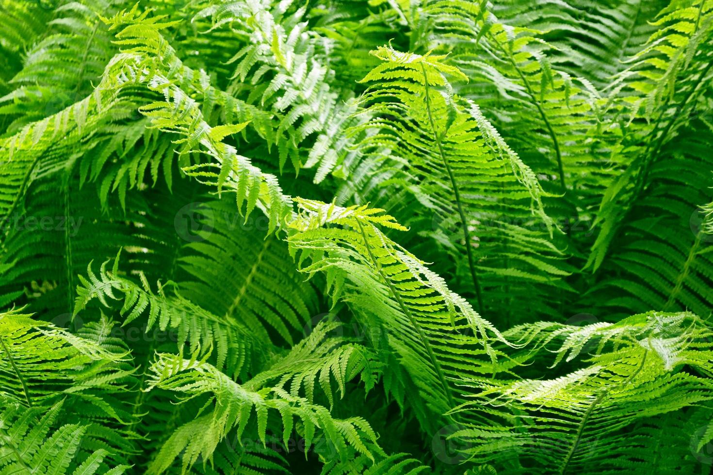 hojas verdes del helecho sobre el fondo del paisaje de verano. foto