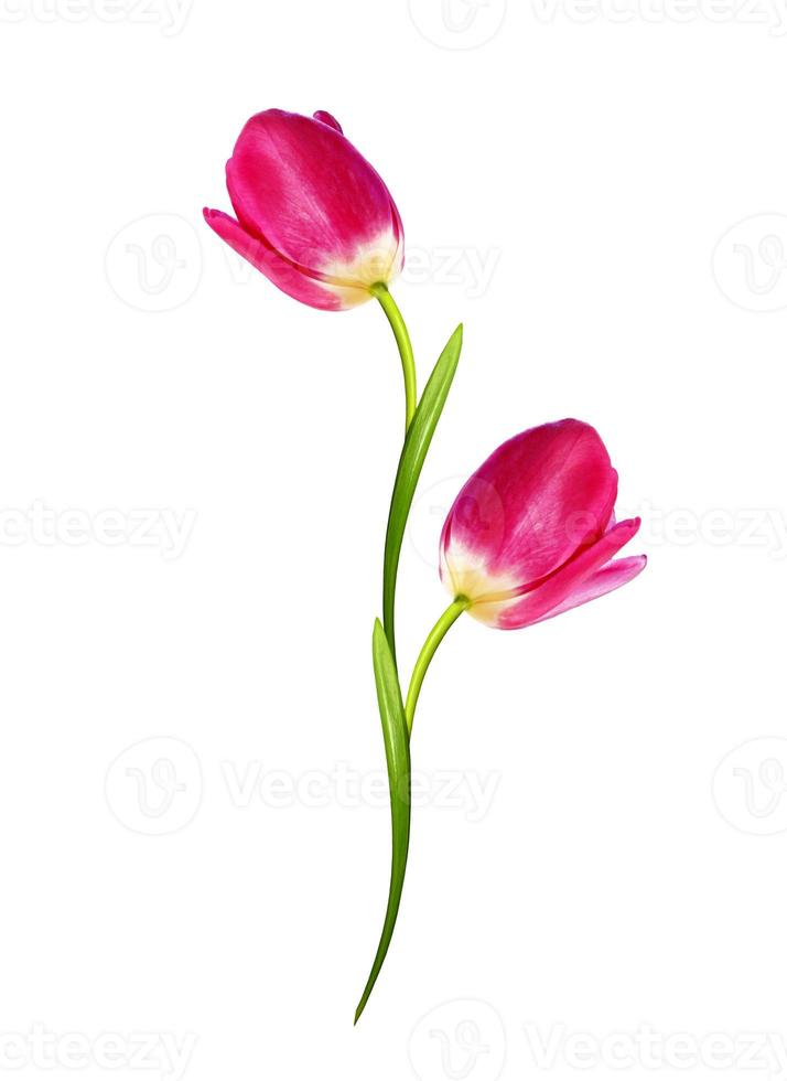 spring flowers tulips isolated on white background photo
