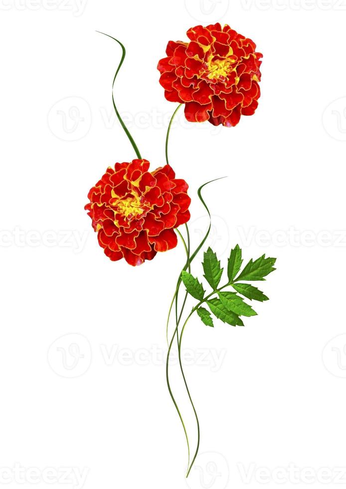 bright colorful flowers marigolds isolated on white background photo