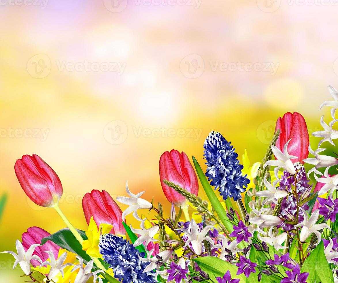 Bright and colorful spring flowers daffodils and tulips photo