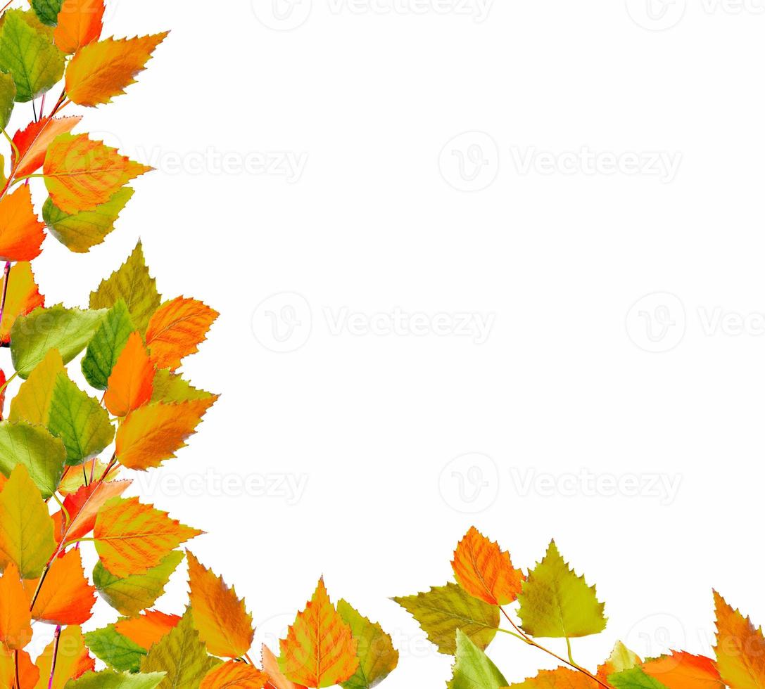 foliage isolated on white background. Golden autumn photo