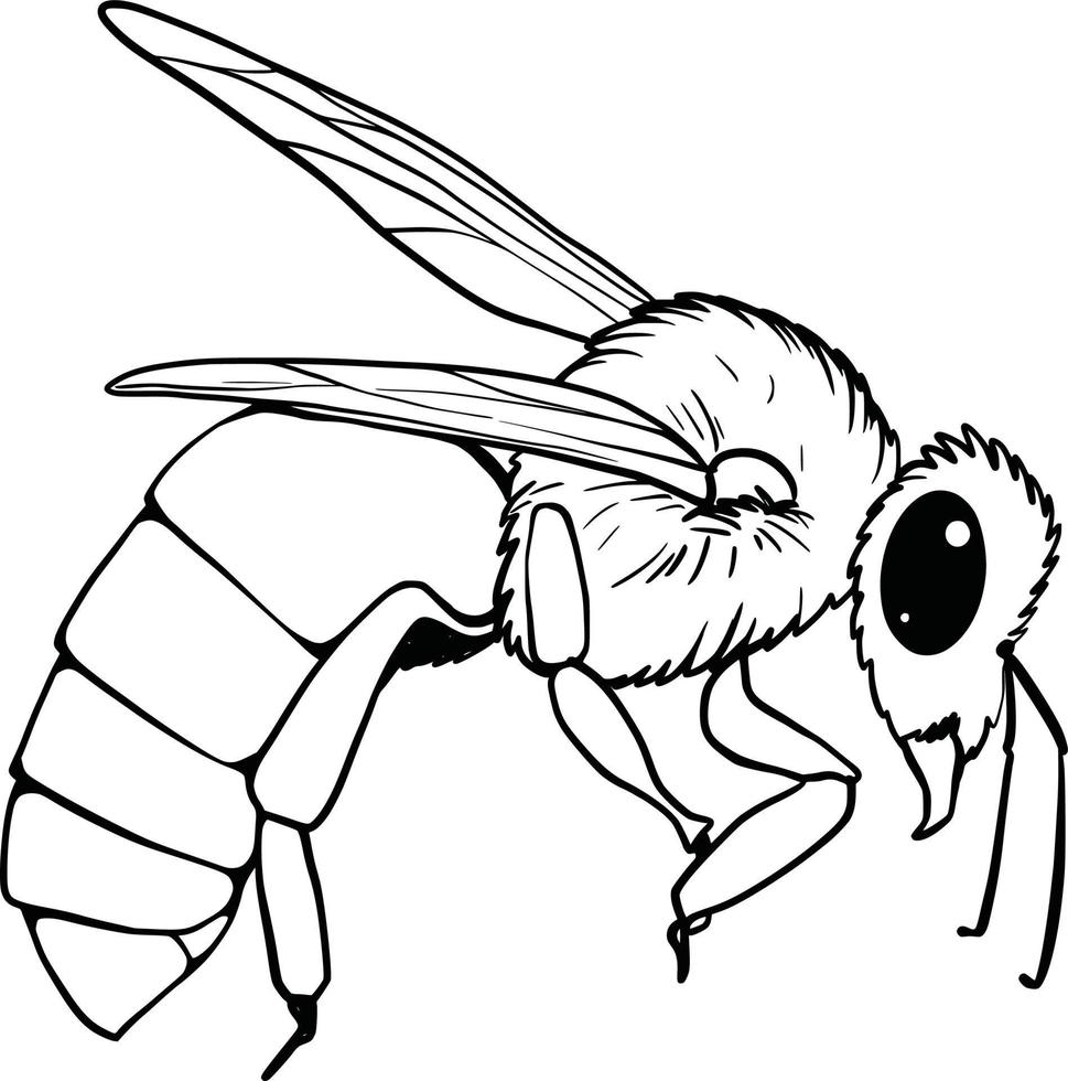Bumblebee set. Hand drawn vector illustration. Vector drawing of tree honeybee. Hand drawn insect sketch isolated on white. Engraving style bumble bee illustrations.