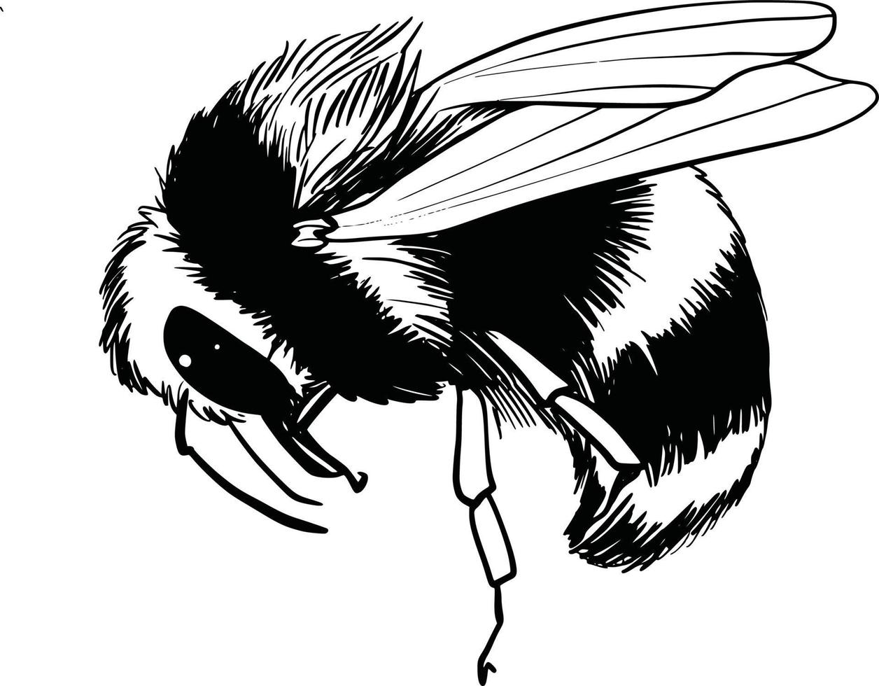 Bumblebee set. Hand drawn vector illustration. Vector drawing of tree honeybee. Hand drawn insect sketch isolated on white. Engraving style bumble bee illustrations.