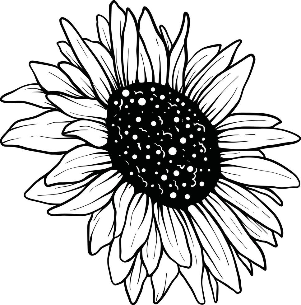 Sunflower line art Sunflower flower vector drawing set. Hand-drawn illustration isolated on white background. Vintage-style botanical sketch.