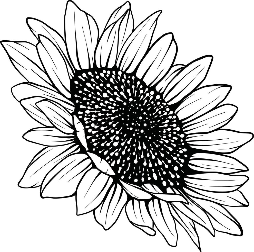 Sunflower line art Sunflower flower vector drawing set. Hand-drawn illustration isolated on white background. Vintage-style botanical sketch.