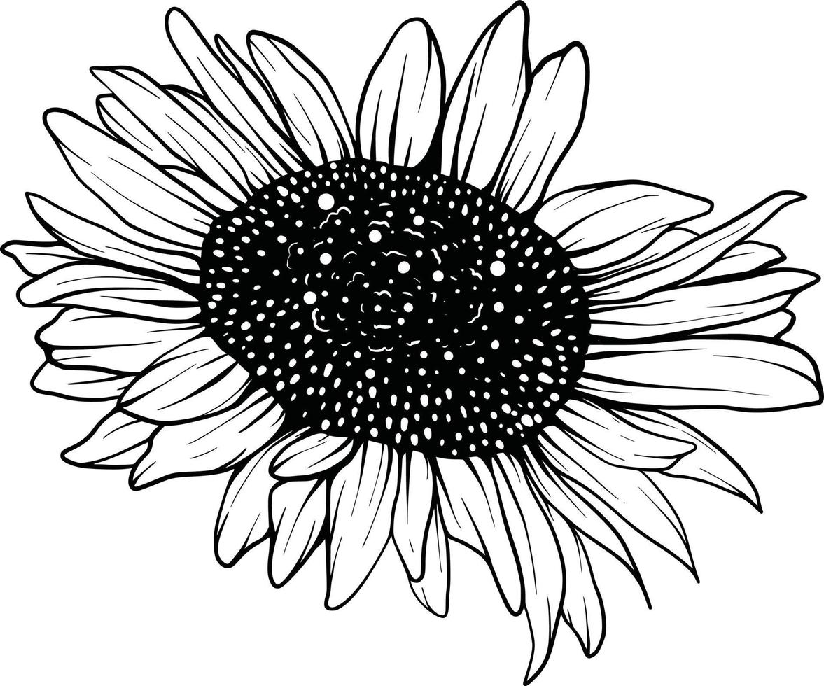 arte de línea de girasol conjunto de dibujo vectorial de flor de girasol. ilustración dibujada a mano aislada sobre fondo blanco. boceto botánico de estilo vintage. vector