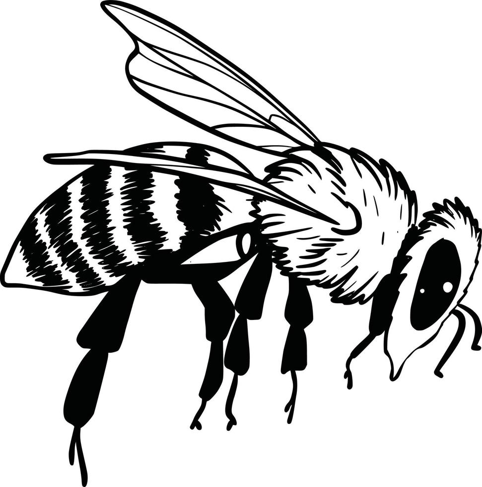 conjunto de abejorros. ilustración vectorial dibujada a mano. dibujo  vectorial de abeja de árbol. boceto de insecto dibujado a mano aislado en  blanco. ilustraciones de abejorros estilo grabado. 9852570 Vector en  Vecteezy