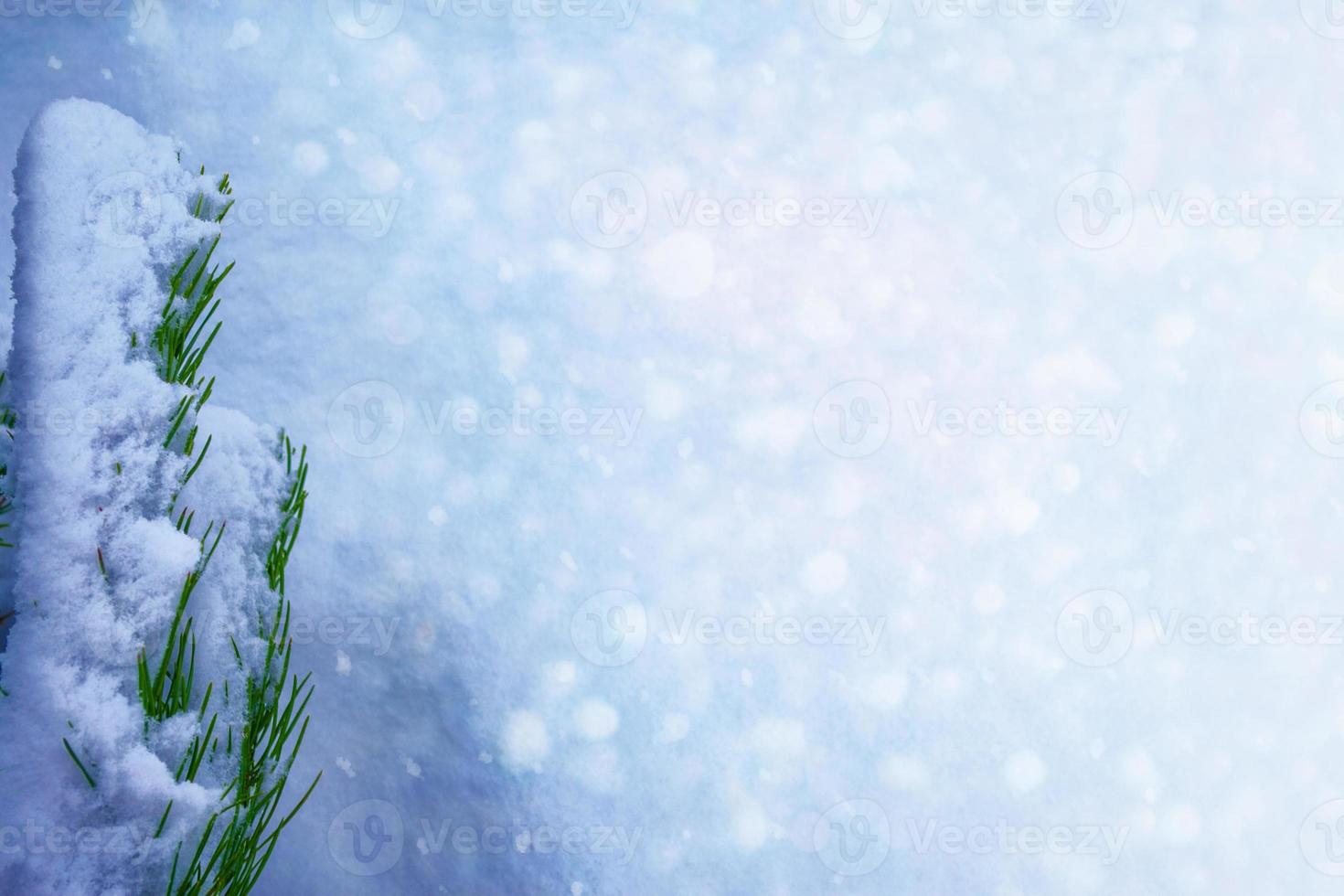 Frozen winter forest with snow covered trees. photo