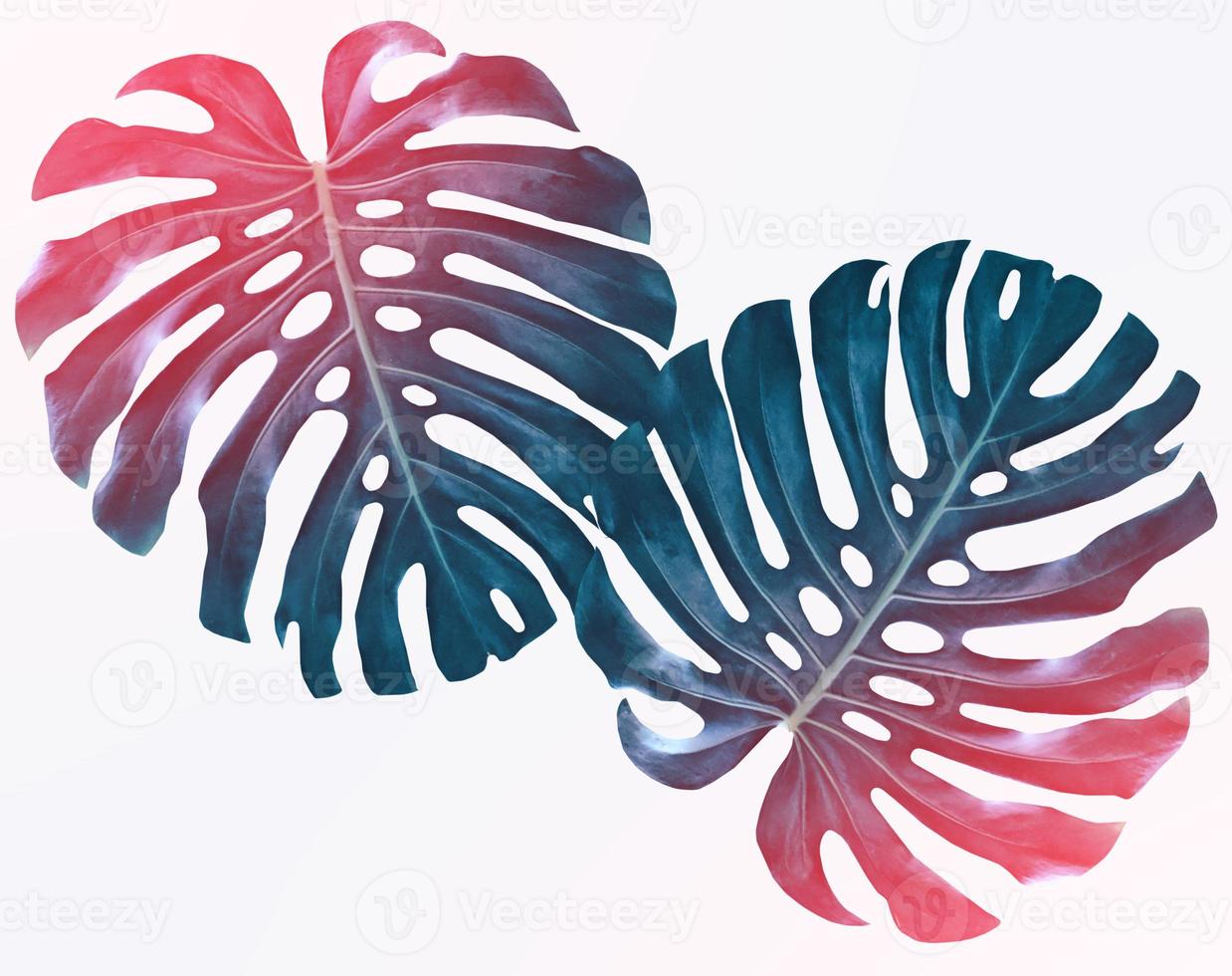 Floral background of green leaves of monsters and ferns photo