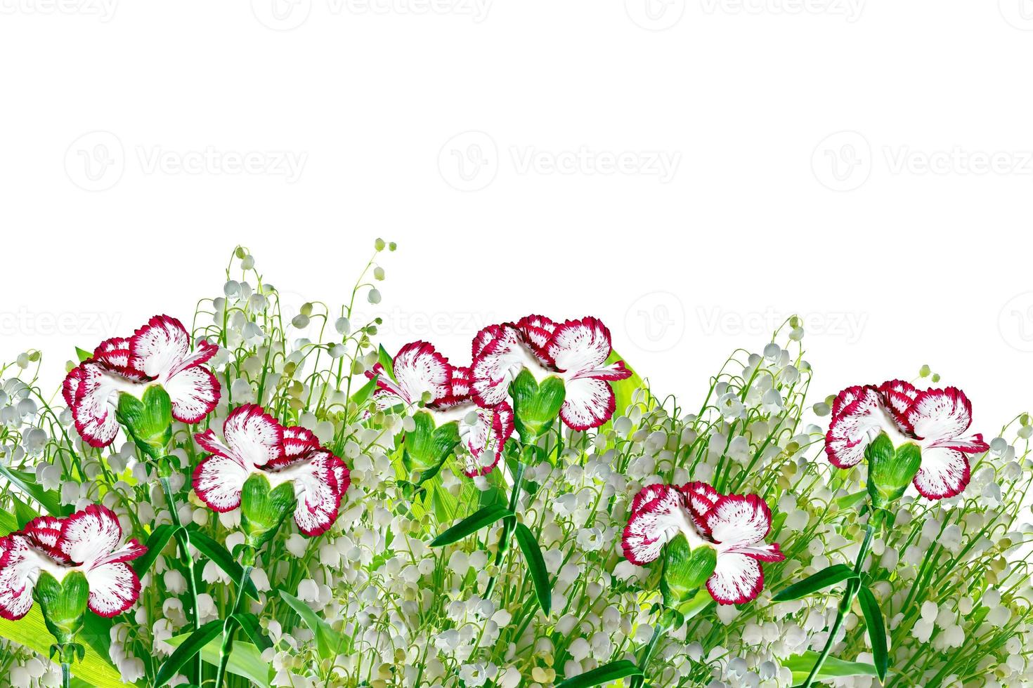 Colorful carnation flowers photo
