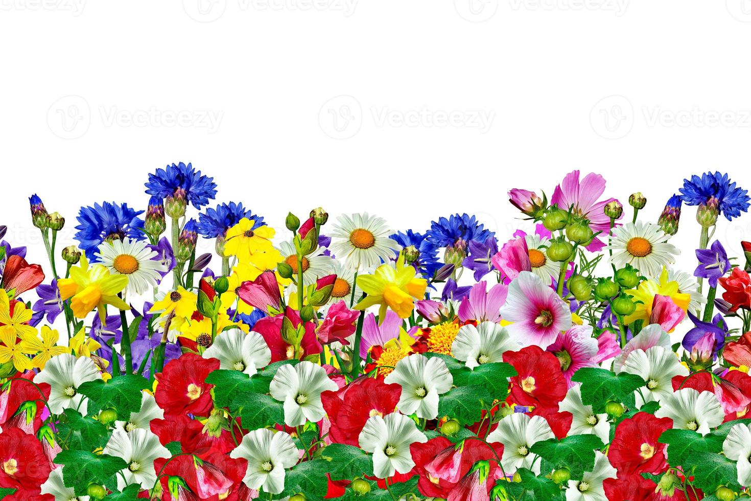 flowers isolated on white background photo