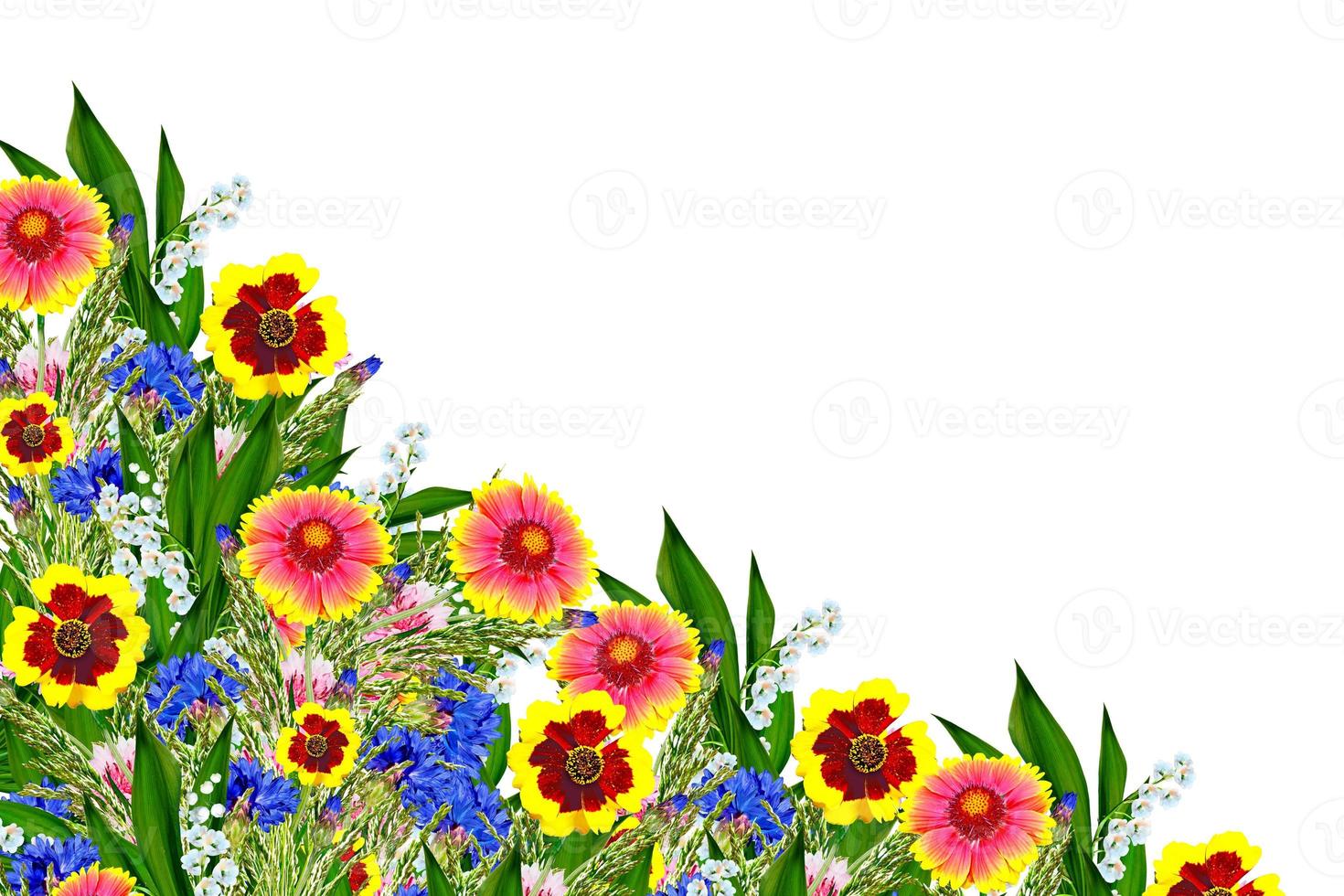 Bouquet of colorful flowers of Gaillardia. delicate flowers isolated on white background photo