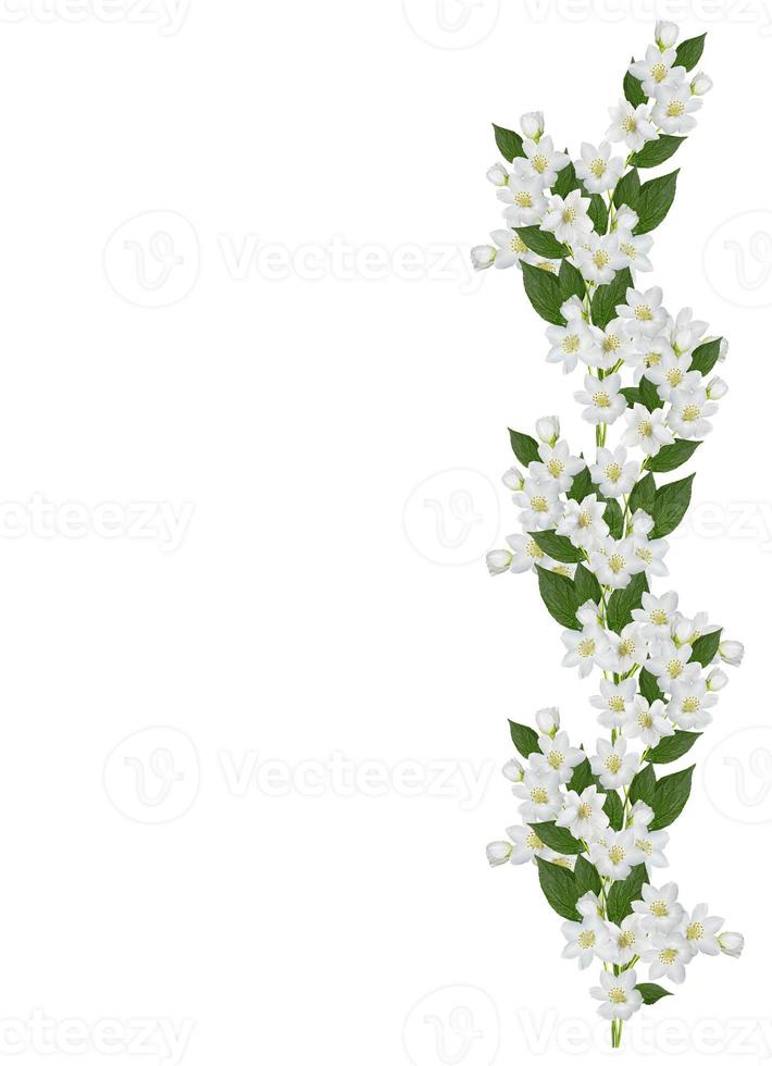 branch of jasmine flowers isolated on white background photo