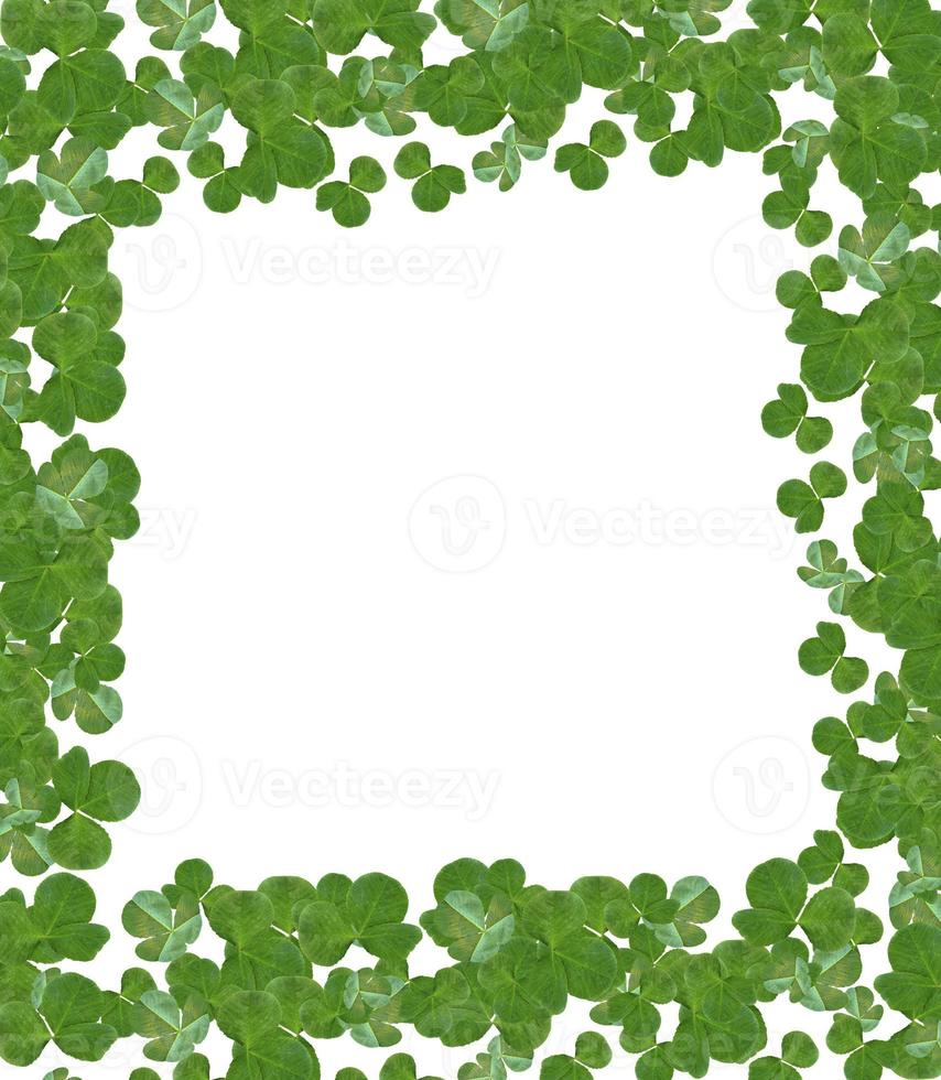 leaf clover on white background photo