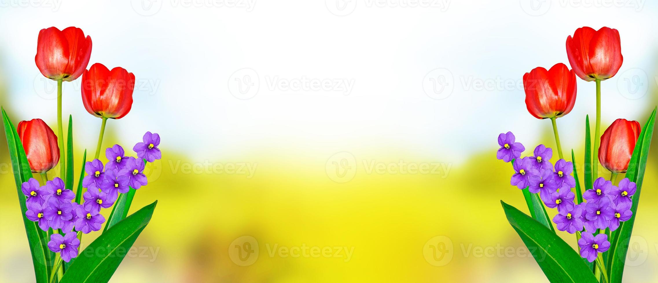 Bright and colorful flowers tulips photo