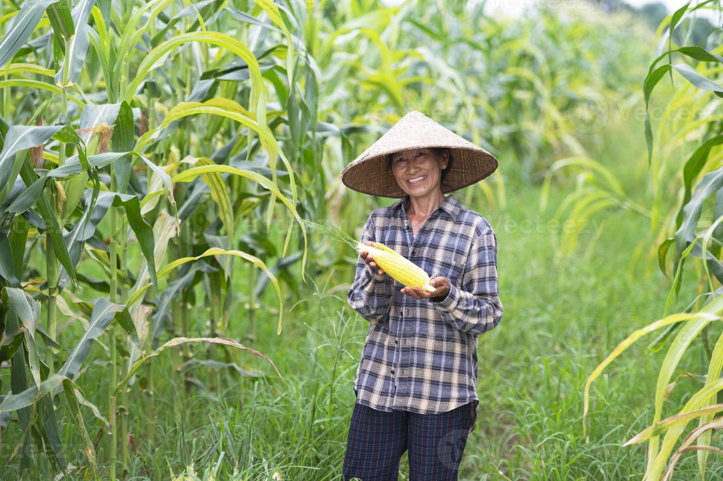 Female farmer with corn harvest corn farmer corn planting organic farming, agricultural land photo