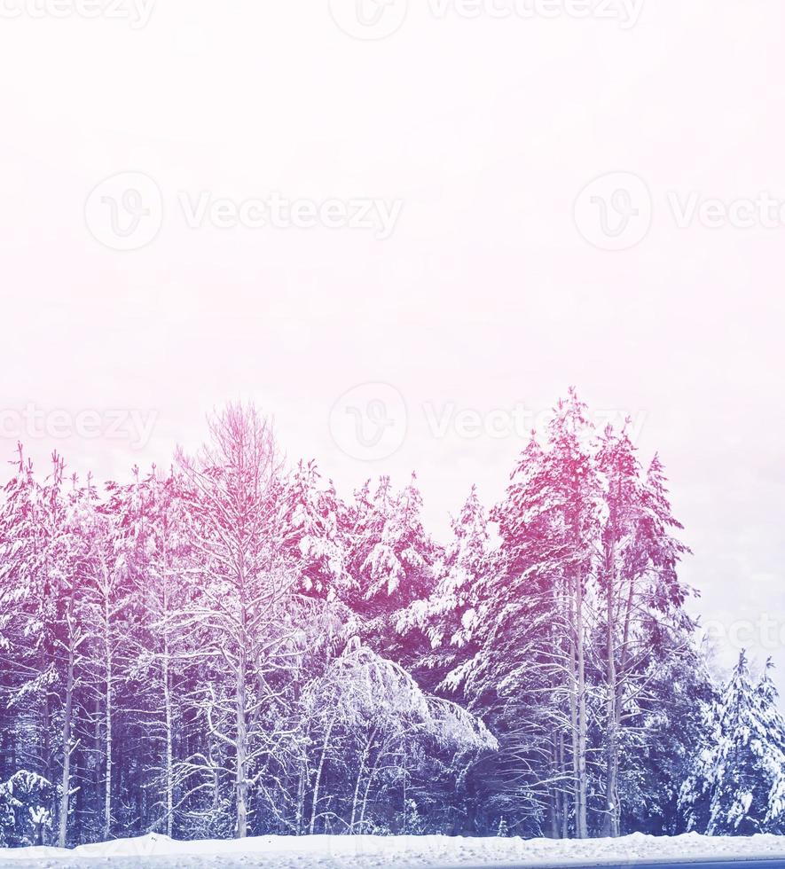 Frozen winter forest with snow covered trees. photo