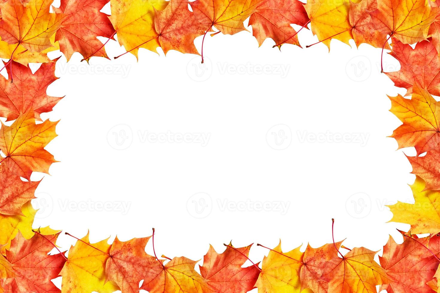 Bright colorful autumn foliage photo