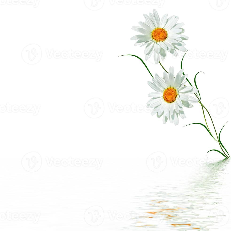daisies summer flower isolated on white background. photo