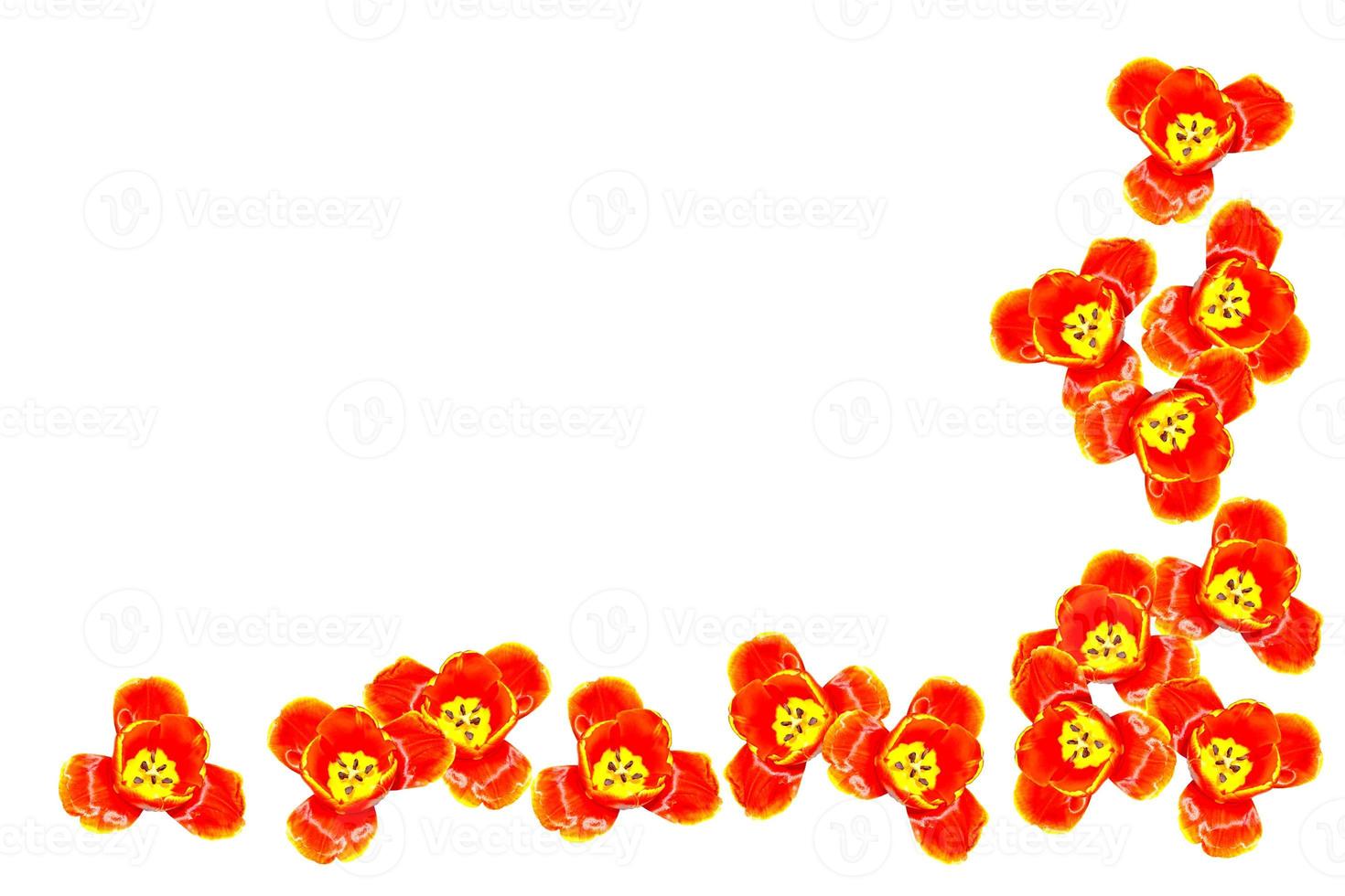 spring flowers tulips isolated on white background. photo