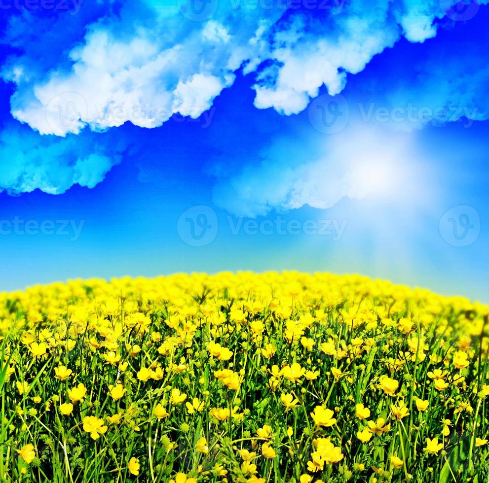 buttercups flowers on a background of blue sky with clouds photo