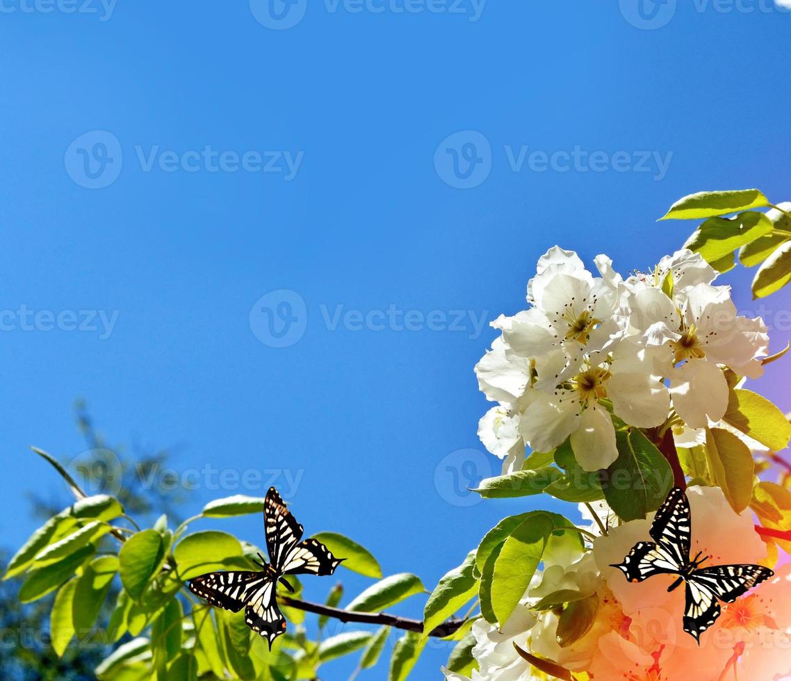 pera en flor. jardín de flores de primavera. foto