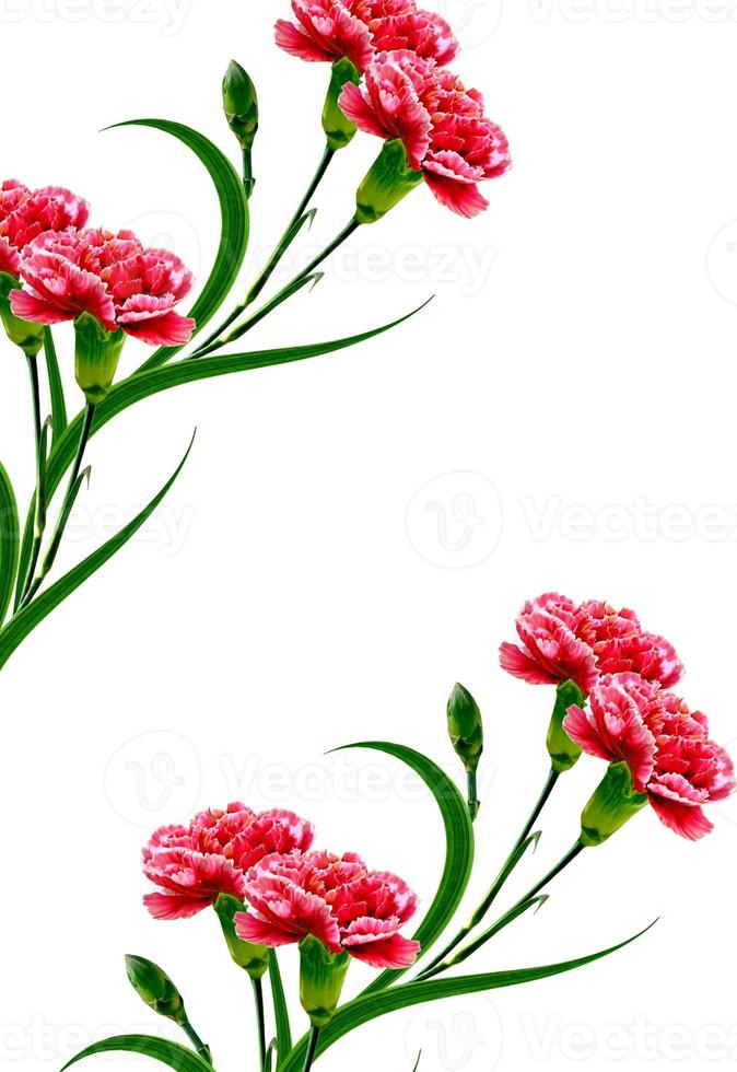 Bouquet of flowers carnation. Flowers isolated on white background. photo