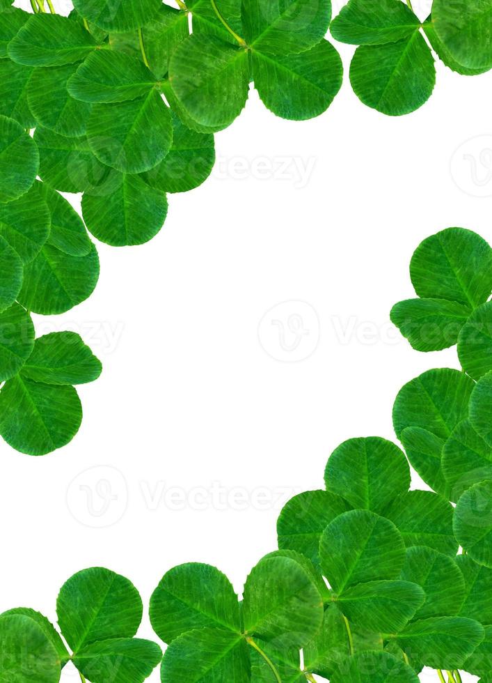 leaf clover on white background photo