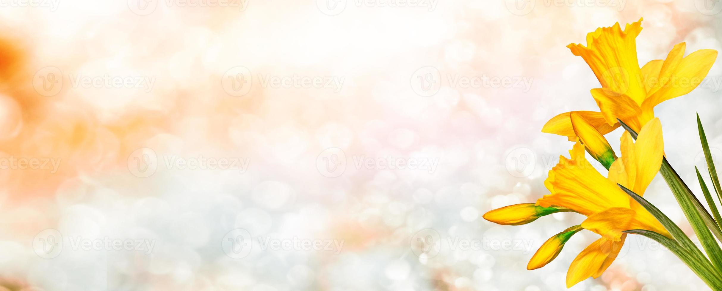 Bright and colorful spring flowers photo