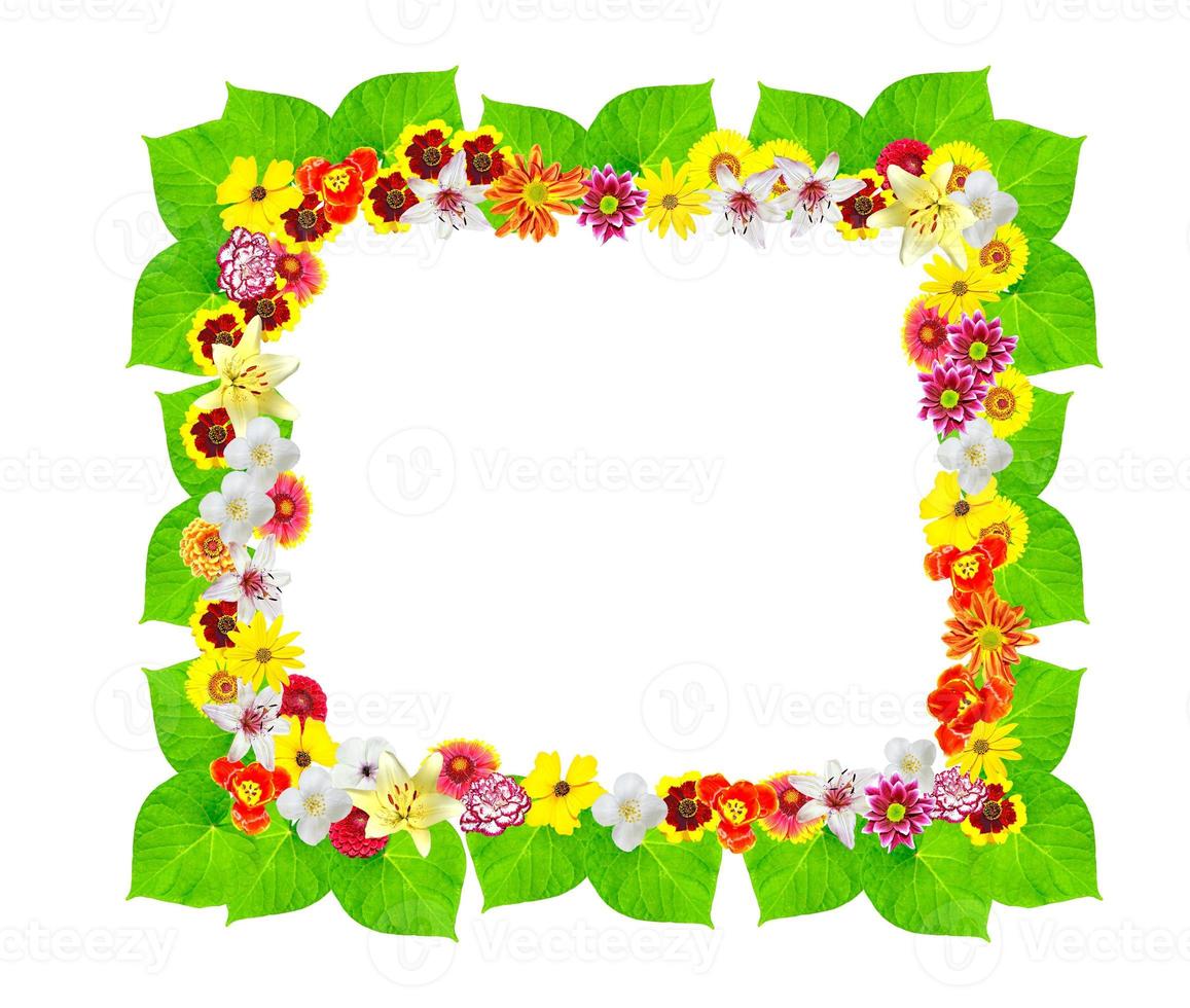 Colorful bright flowers isolated on white background photo