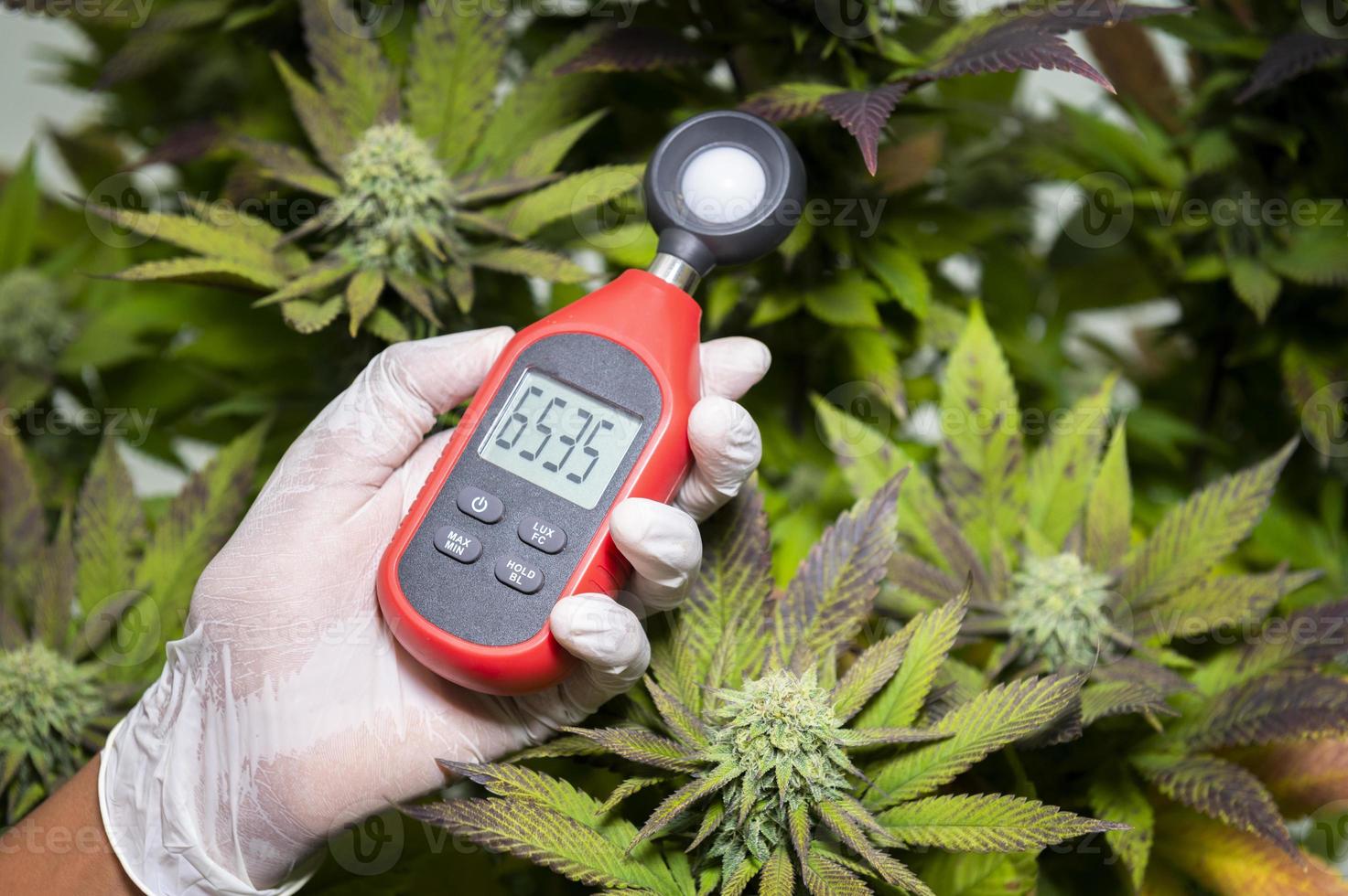 medical professional uses a thermometer and a hygrometer to show the temperature and humidity next to the cannabis plant. The humidity indicator is displayed on the device hygrometer. photo