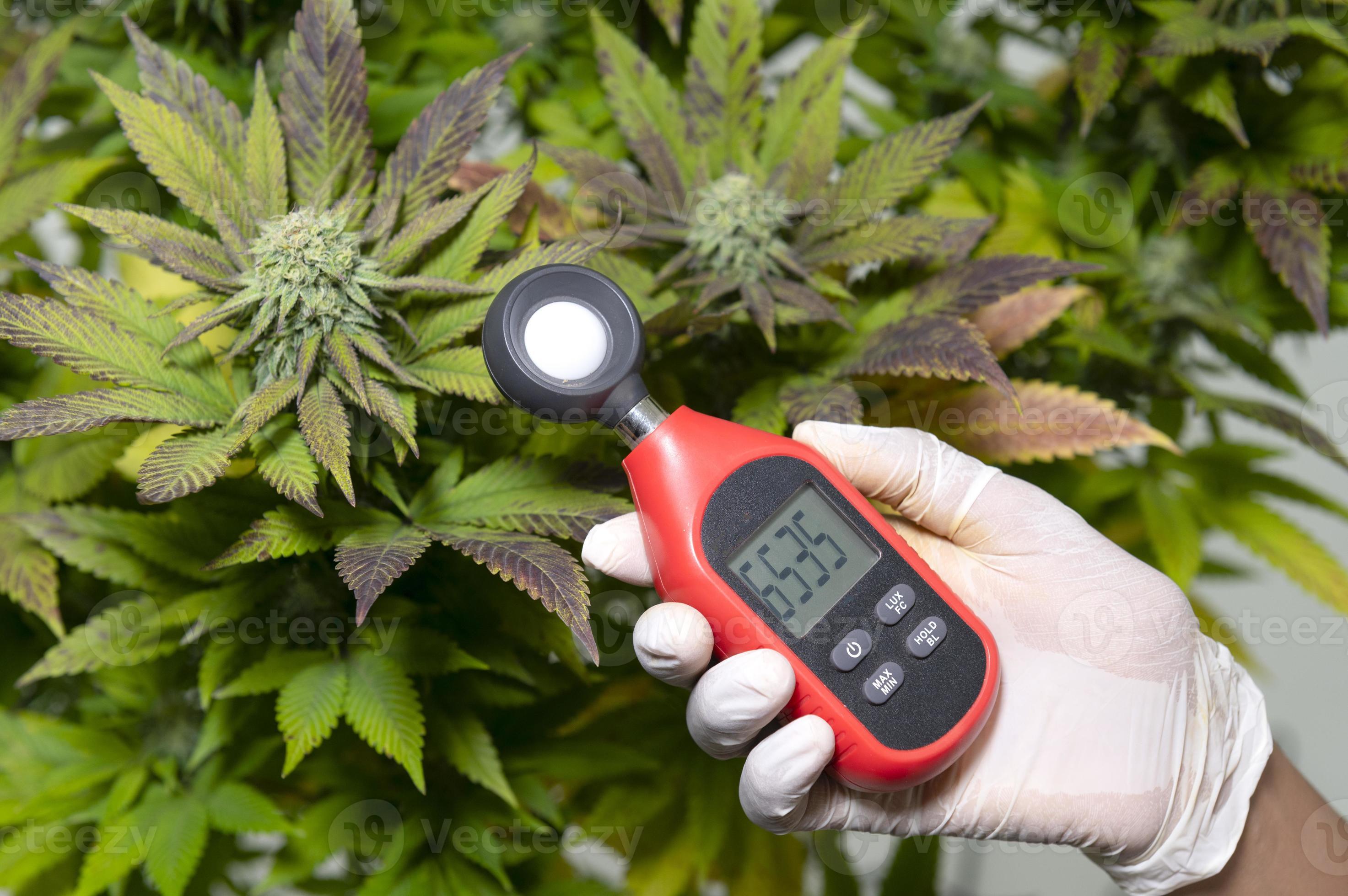 https://static.vecteezy.com/system/resources/previews/009/853/291/large_2x/medical-professional-uses-a-thermometer-and-a-hygrometer-to-show-the-temperature-and-humidity-next-to-the-cannabis-plant-the-humidity-indicator-is-displayed-on-the-device-hygrometer-photo.jpg