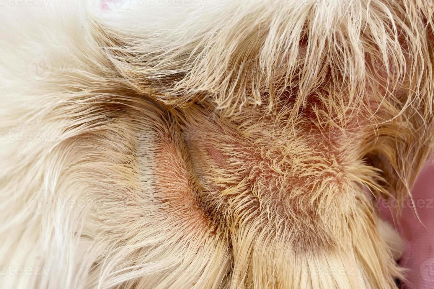 Common skin problems in cats. Cat scratching or licking themselves due to itchiness. A balding area of fur, with obvious hair loss photo