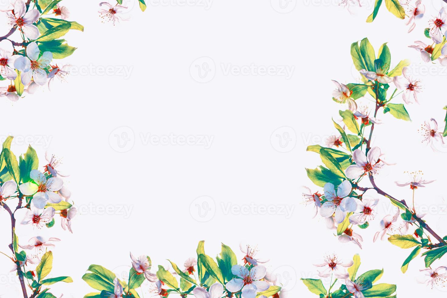 Flowering branch of cherry isolated on a white background. photo