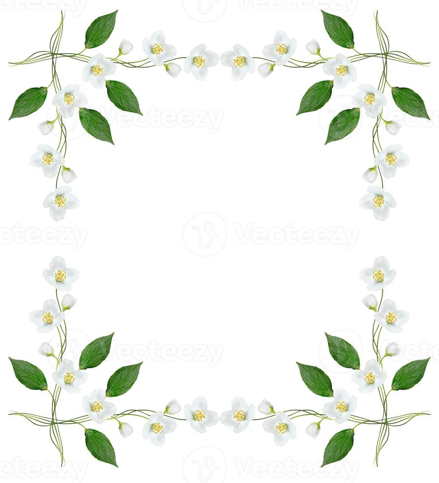 rama de flores de jazmín foto