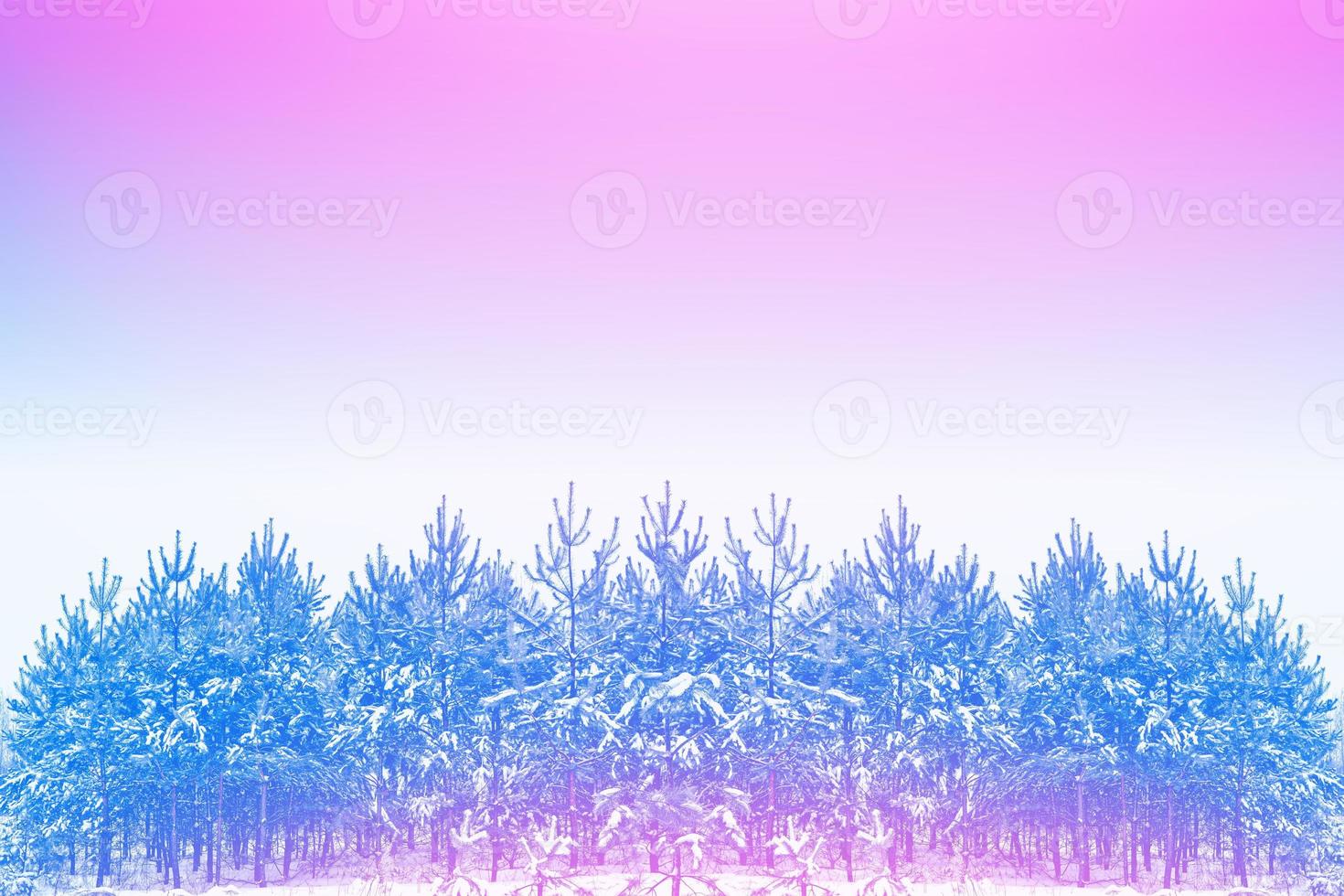 Frozen winter forest with snow covered trees. photo