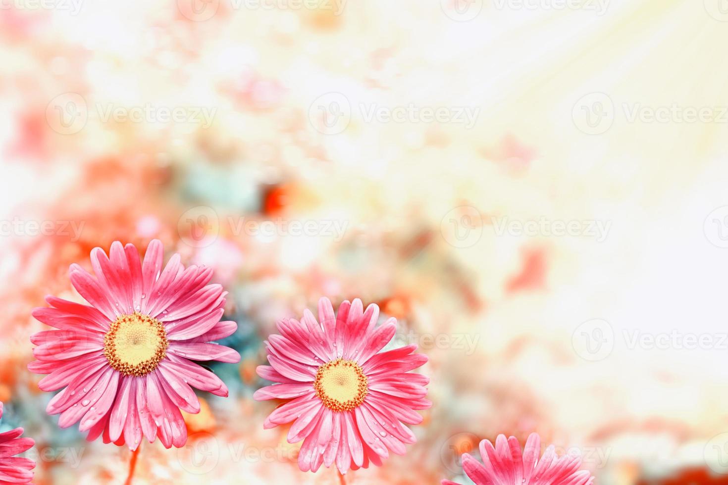 Pink aster colorful flowers on a background summer landscape photo